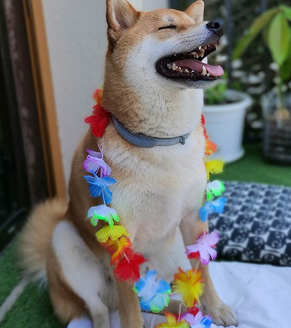 Kitsu