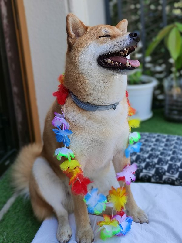 Kitsu